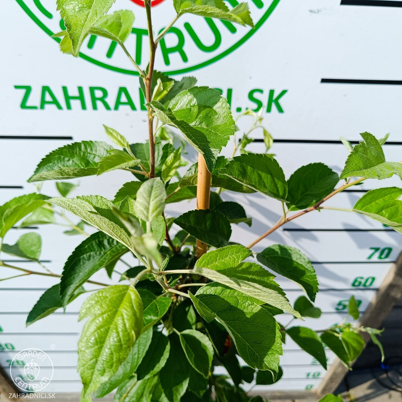 Obrázok Okrasná jabloň (Malus) ´GOLDEN HORNET´ - výška 100-120 cm, kont. C5L